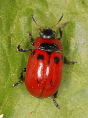 Gonioctena viminalis