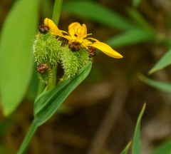 Sisyrinchium graminifolium