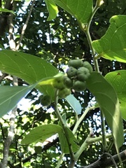 Glochidion zeylanicum