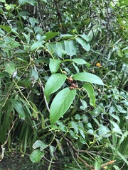 Glochidion zeylanicum