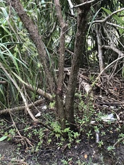 Glochidion zeylanicum