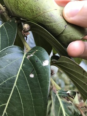 Glochidion zeylanicum