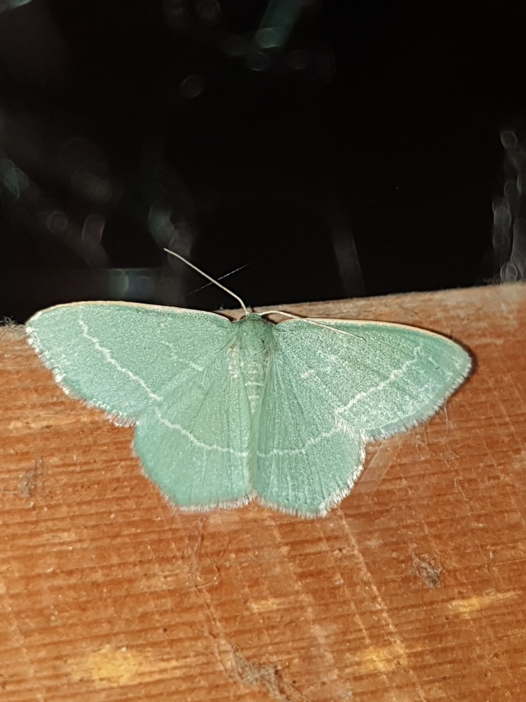 Small Grass Emerald