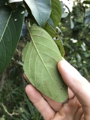 Glochidion zeylanicum