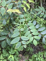 Rhus hypoleuca