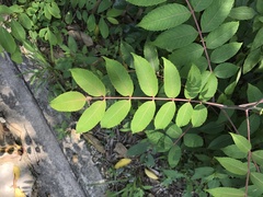 Rhus hypoleuca
