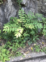 Rhus hypoleuca