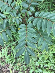 Rhus hypoleuca