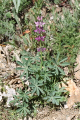 Lupinus hispanicus