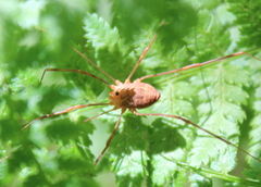 Leiobunum ventricosum