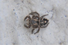 Habronattus fallax