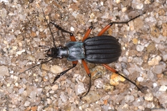 Carabus galicianus
