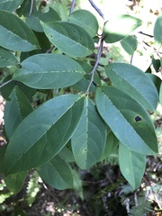 Glochidion lanceolarium