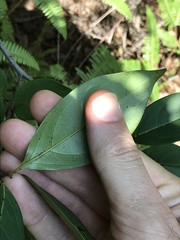 Glochidion lanceolarium