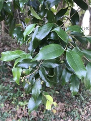 Syzygium levinei