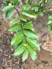 Syzygium nervosum
