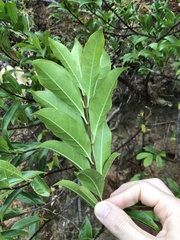 Syzygium nervosum
