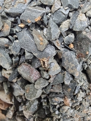 Zygogramma piceicollis