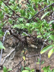 Syzygium nervosum