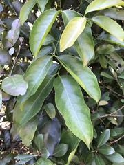 Syzygium nervosum