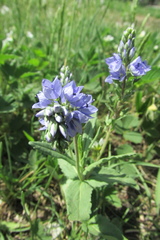 Veronica teucrium