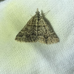 Dichromodes explanata