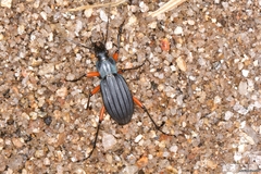 Carabus galicianus