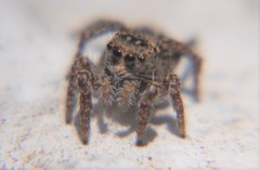 Habronattus fallax