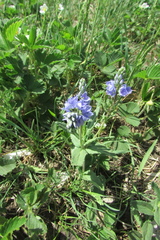 Veronica teucrium