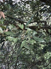 Dimocarpus longan