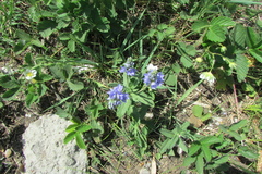 Veronica teucrium