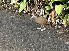 Gallirallus sylvestris