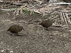 Gallirallus sylvestris