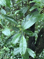 Litsea glutinosa