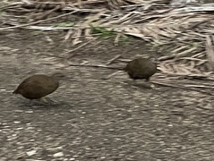 Gallirallus sylvestris