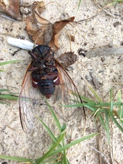 Thopha saccata