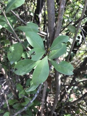Litsea rotundifolia
