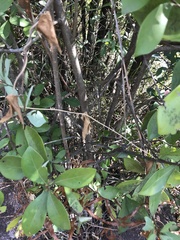 Litsea rotundifolia