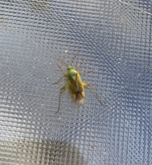 Closterotomus norwegicus