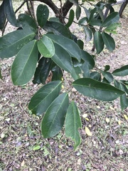 Glochidion philippicum