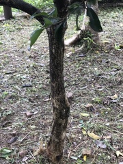 Glochidion philippicum