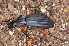 Carabus galicianus