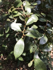 Glochidion philippicum