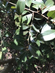 Glochidion philippicum