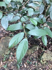 Glochidion philippicum