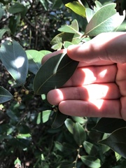 Glochidion philippicum