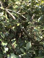 Glochidion philippicum