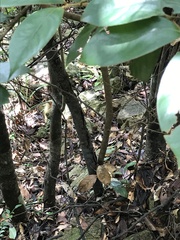 Glochidion philippicum