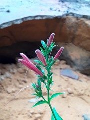 Dianthera calycina