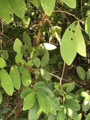 Bridelia tomentosa